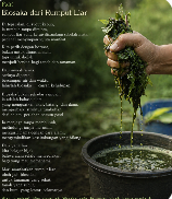 Biosaka dari Rumput Liar